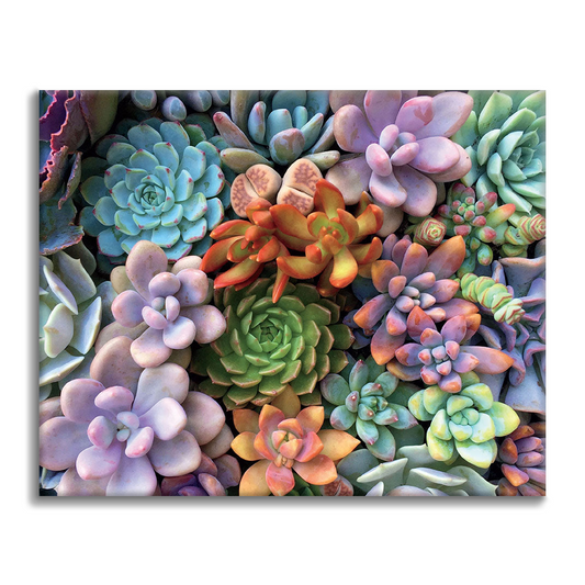 Plantes succulentes – Peinture par numéros
