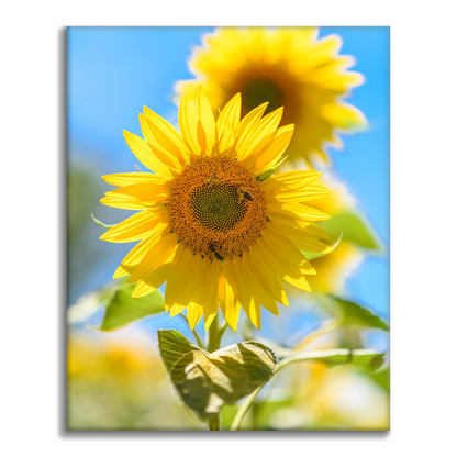 Un tournesol jaune – Peinture par numéros