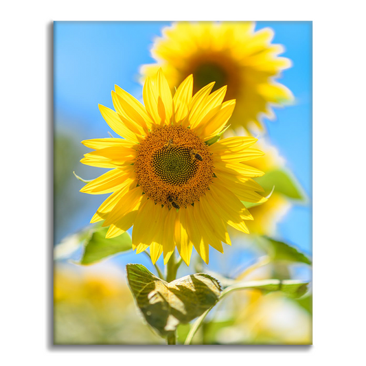 Un tournesol jaune – Peinture par numéros